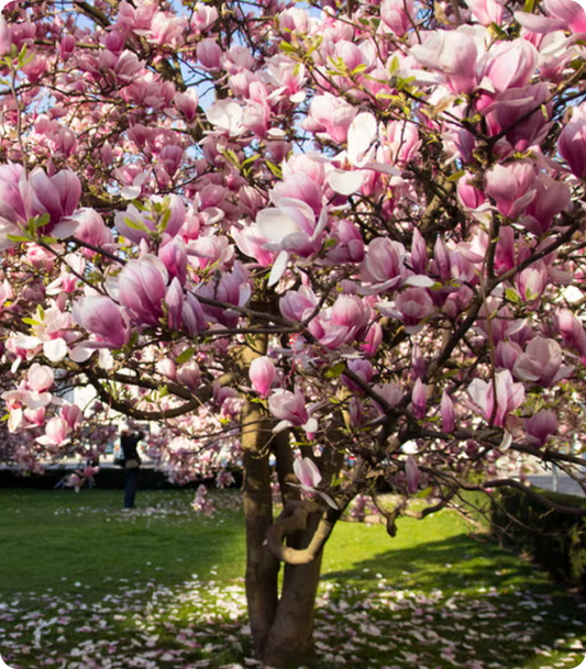 Magnolia Trees