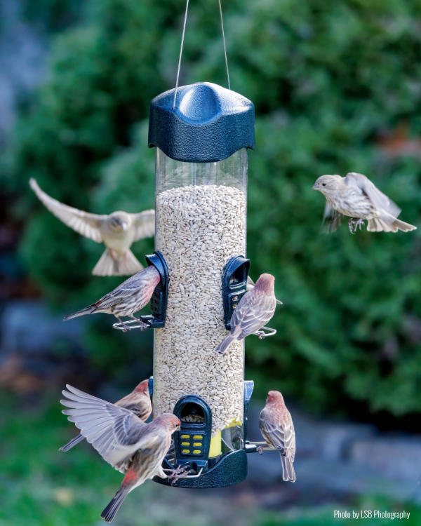 Mega 600 6-Port Tube Bird Feeder – 4 lb Capacity additional product image