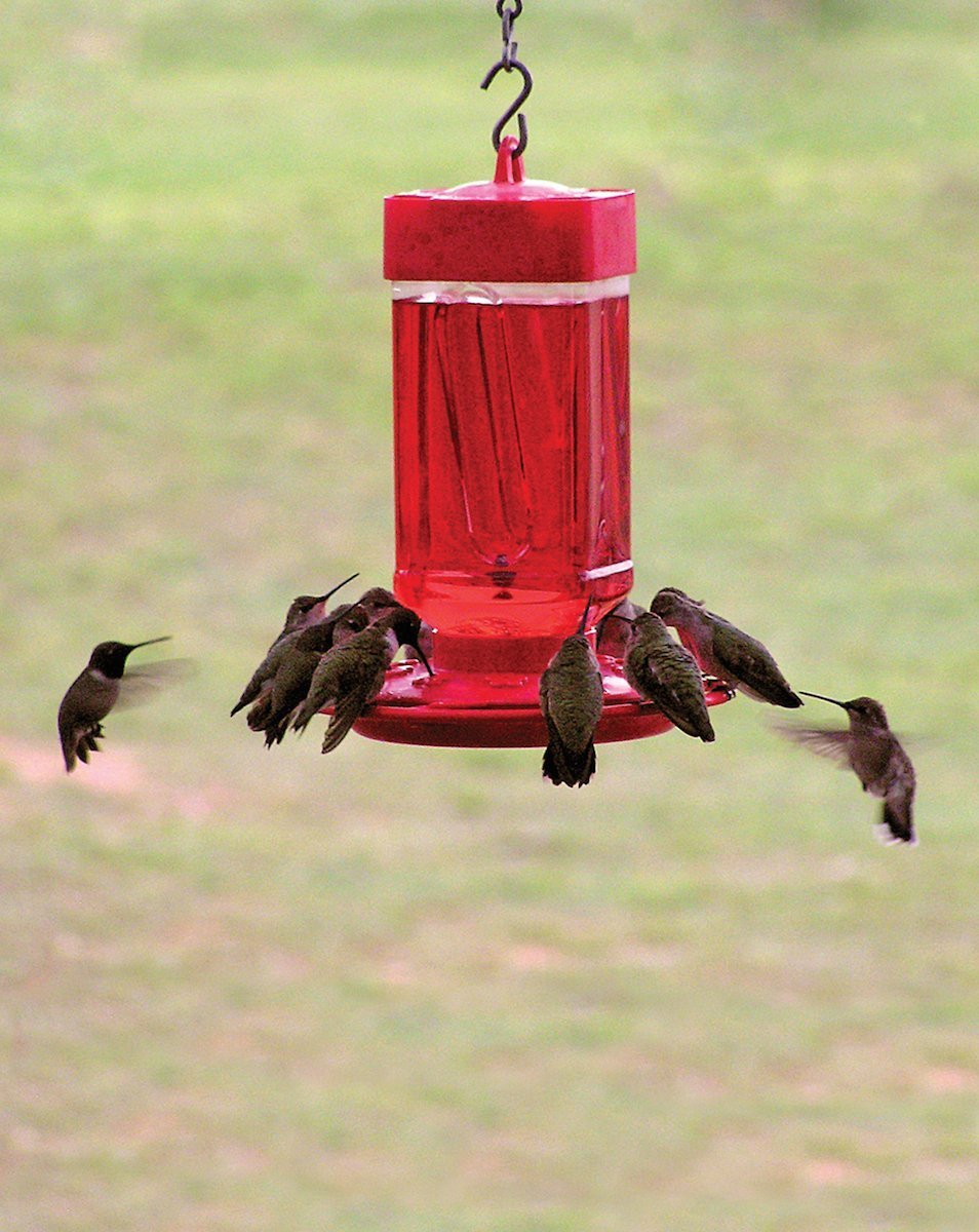 First Nature 32-Ounce Hummingbird Feeder