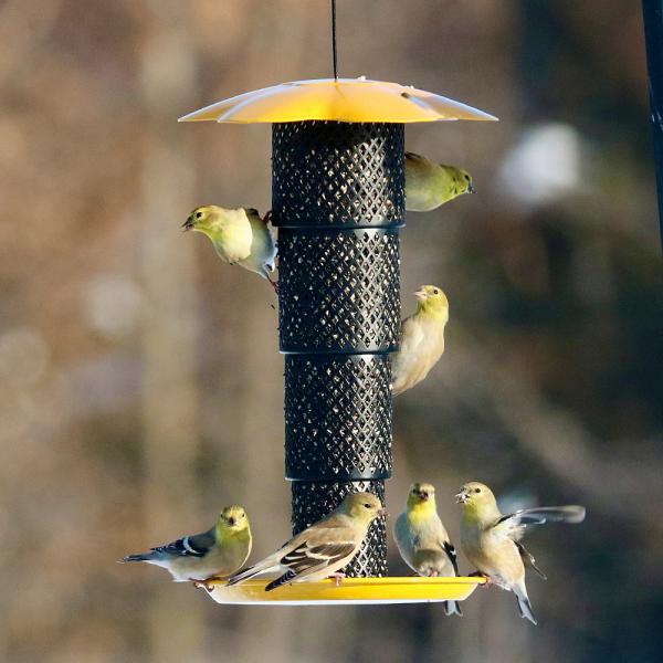Collapsible Diamond Mesh Sunflower Kernel Feeder