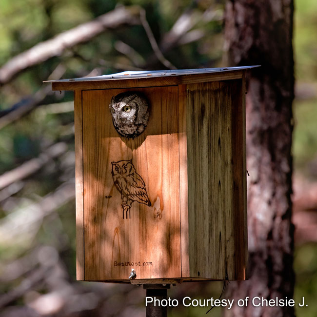 Wooden Screech Owl & Kestrel Nesting House