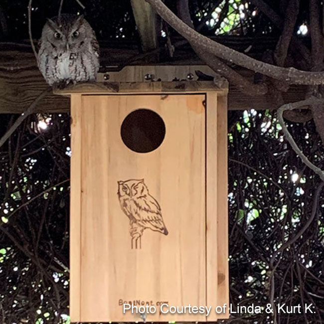 Wooden Screech Owl & Kestrel Nesting House