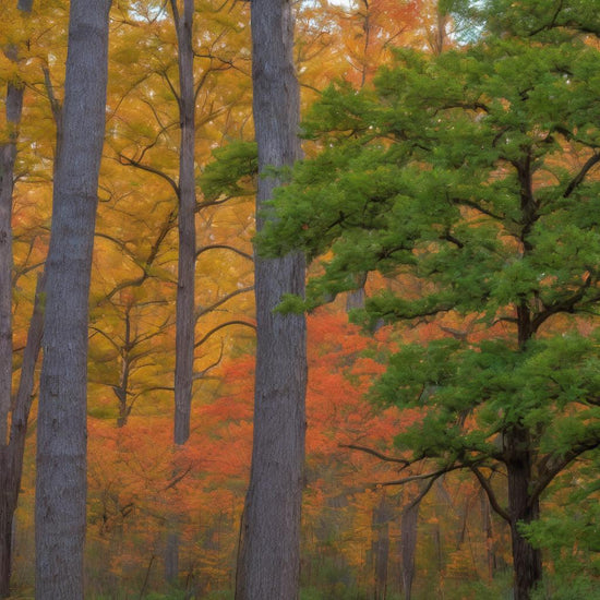 Buckeye Tree