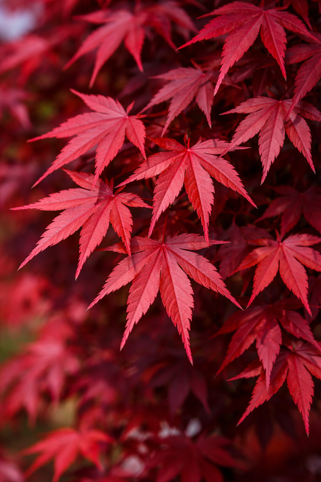 Acer palmatum 'Bloodgood': Bloodgood Japanese Maple