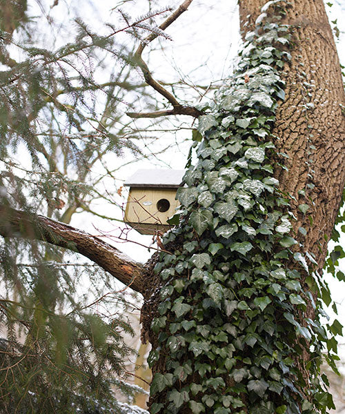 Green Wooden Squirrel Nesting House with 3 Entrances