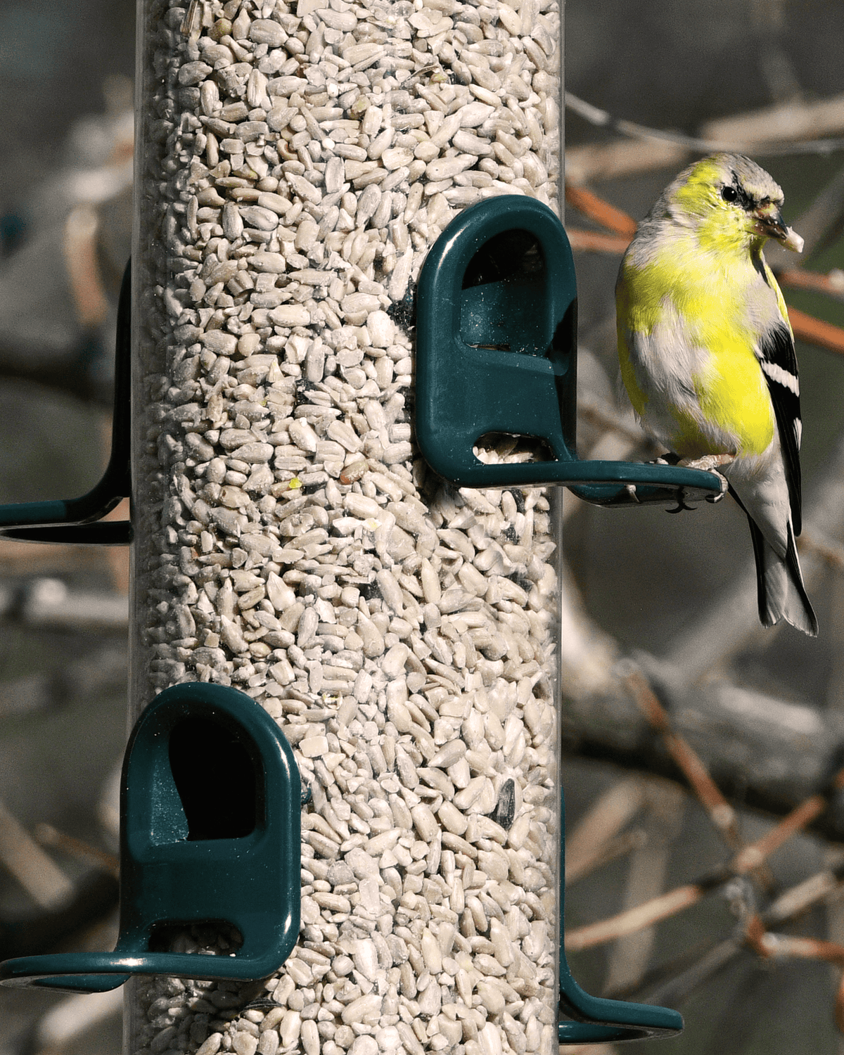 Tube 200 6-Port Bird Feeder with Swivel Hanger additional product image