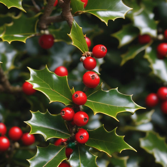 Holly Tree