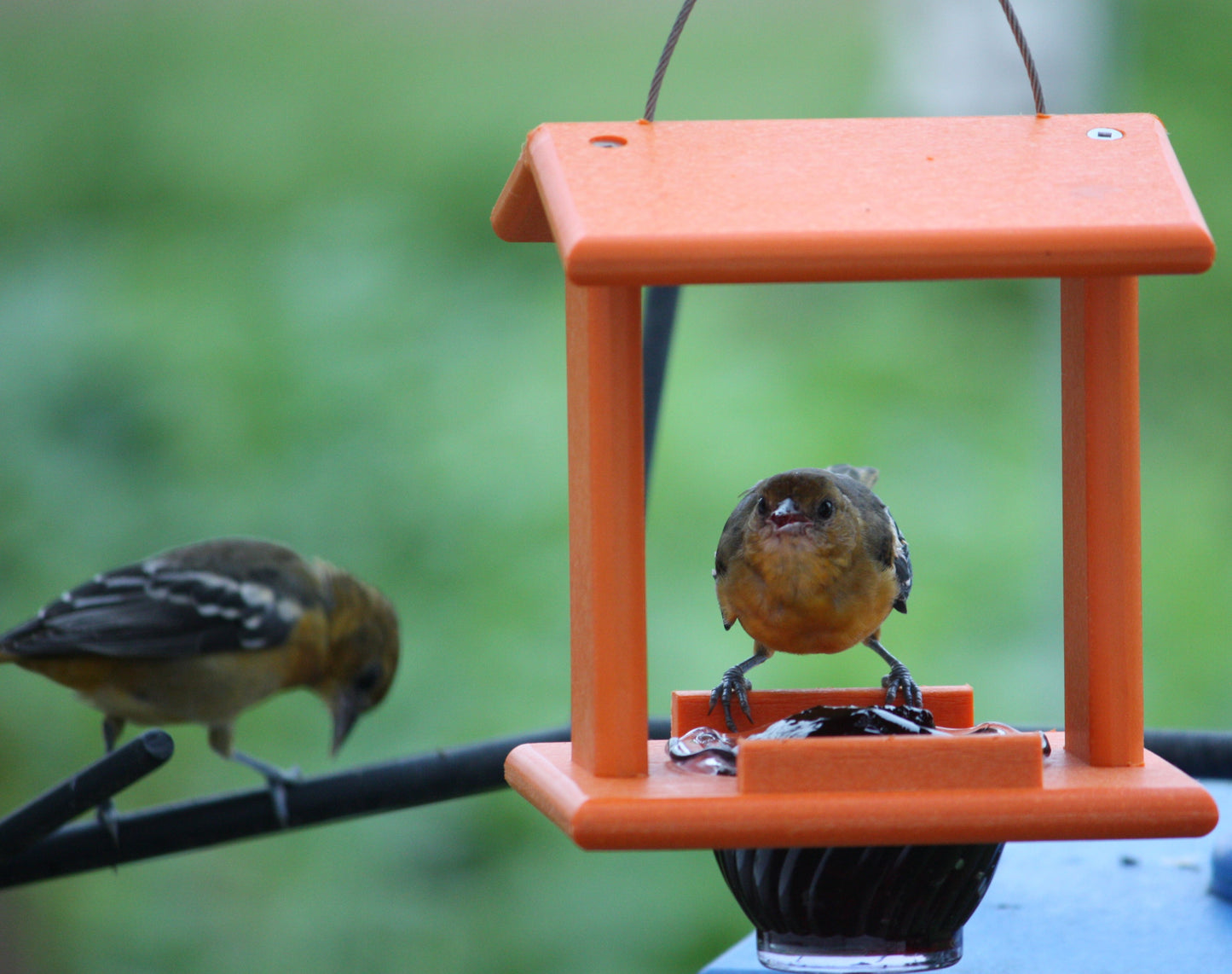 Compact Oriole Jelly Feeder – 2 Colors
