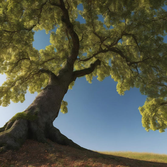 Linden Tree