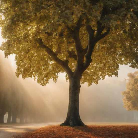 London Planetree