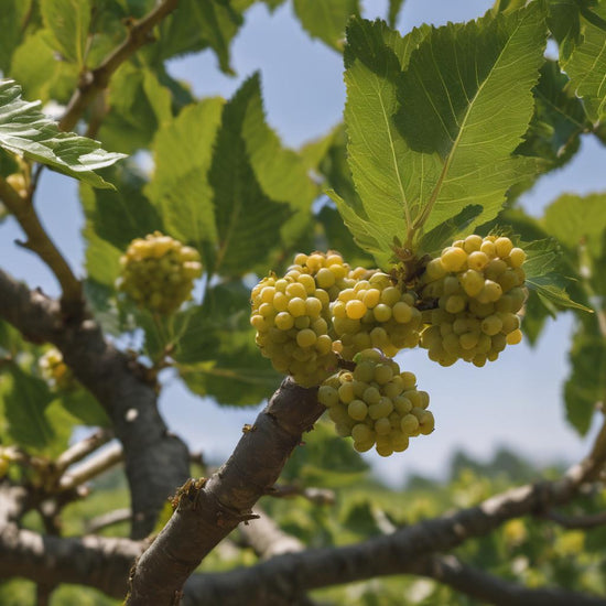 Mulberry Tree