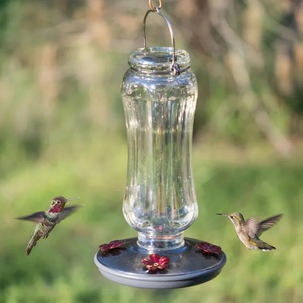 Starglow Glass Hummingbird Feeder with Daisy Ports – 24 oz