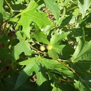 Platanus orientalis: Oriental Planetree Seeds