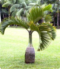 Palm Tree Products