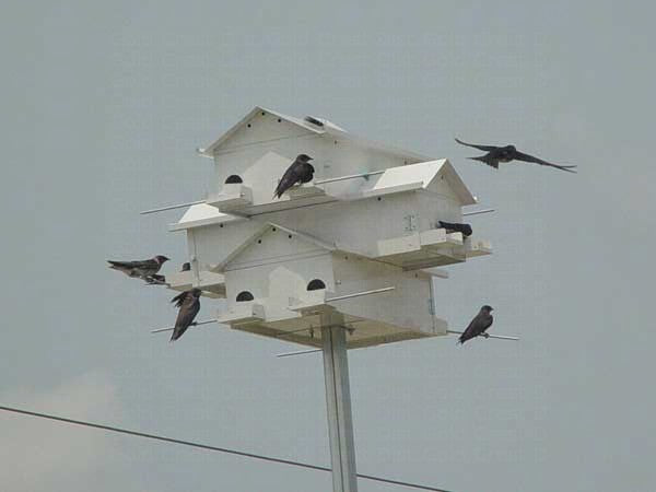 12-Room Starling-Resistant Purple Martin House