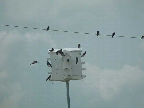 Starling-Resistant Aluminum Purple Martin House