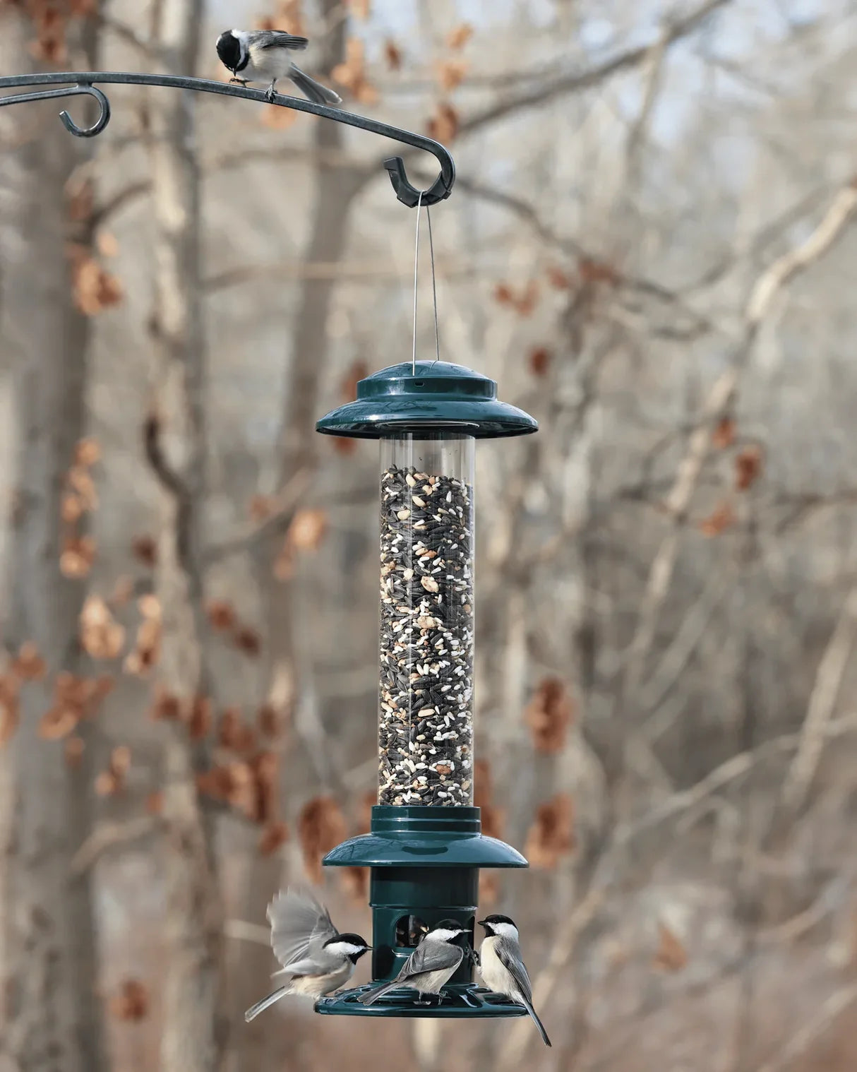 Squirrel Buster Evolution