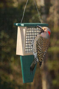 Suet Feeder with Tail Prop Hunter Driftwood