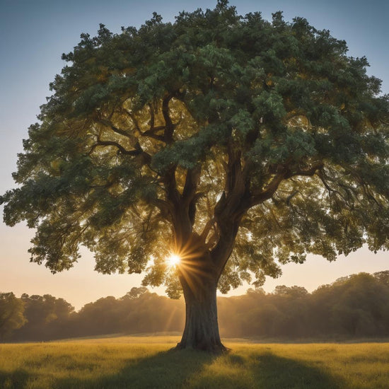 Sycamore Tree