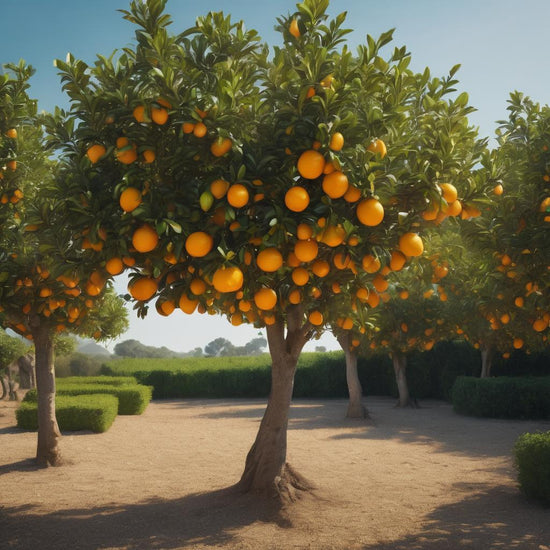Citrus Tree