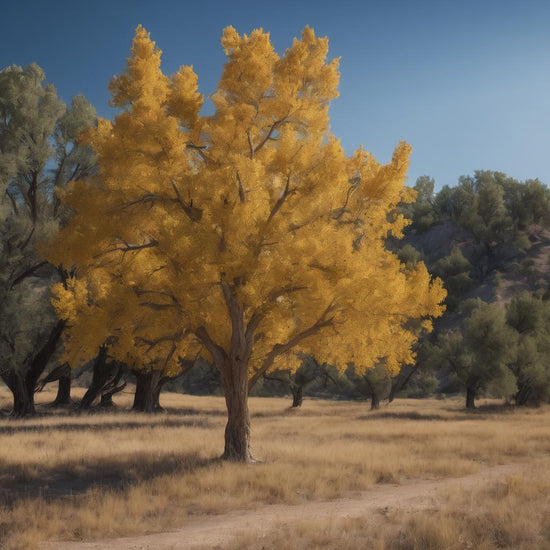 Cottonwood Tree