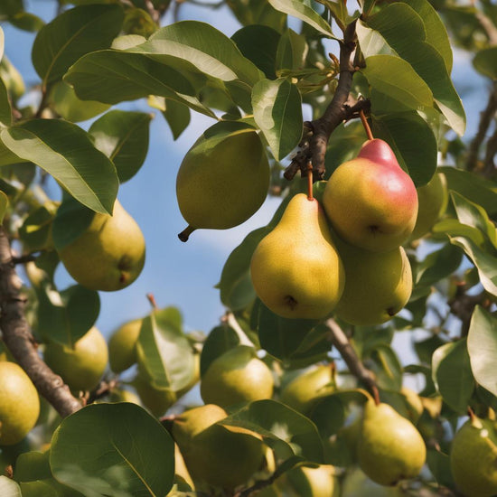 Pear Tree