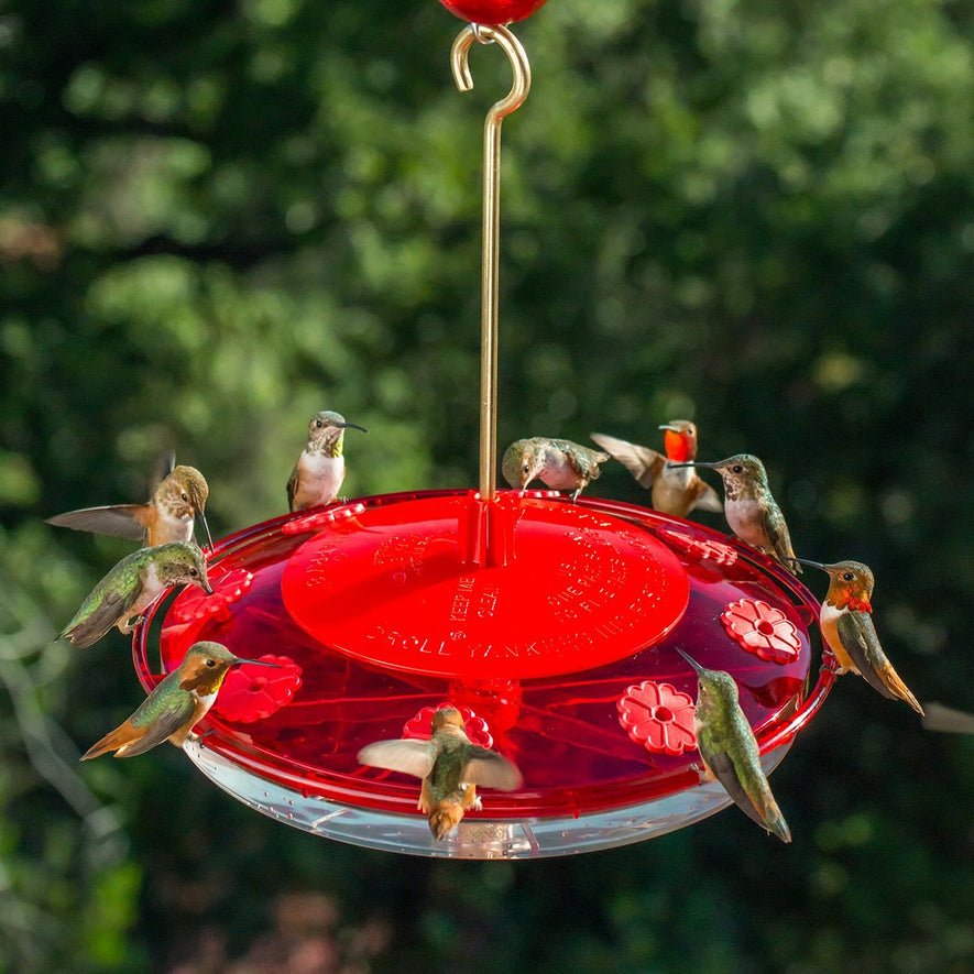 8 Port Hummingbird Feeder Nectar Guard