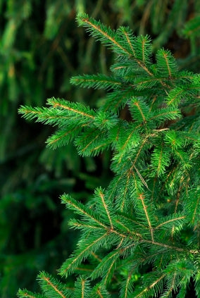 Abies balsamea: Balsam Fir Seeds