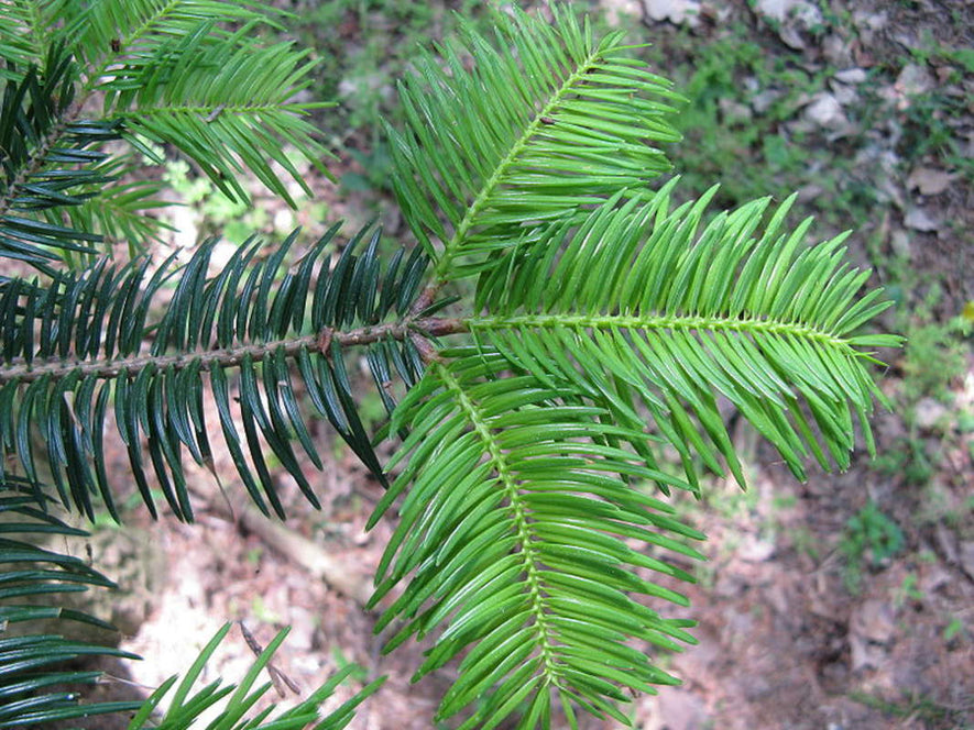 Abies homolepis: Nikko Fir Seeds