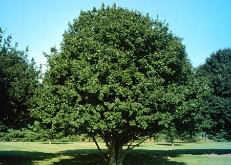 Acer campestre: Hedge Maple Seeds