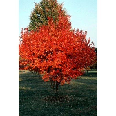 Acer ginnala: Amur Maple Seeds