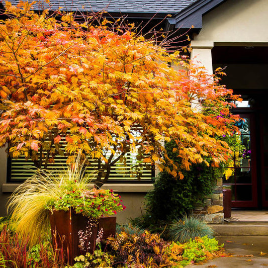 Acer japonicum: Full Moon Japanese Maple