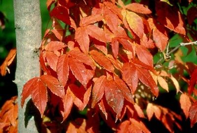 Acer mandschuricum: Manchurian Maple Seeds