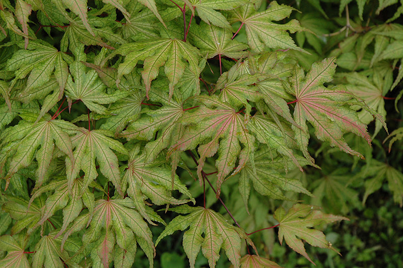 Acer palmatum 'Aka shigitatsu sawa': Japanese Maple Seeds