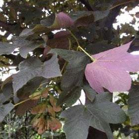Acer pseudoplatanus 'Atropurpureum': Purple-Leaf Sycamore Maple Seeds