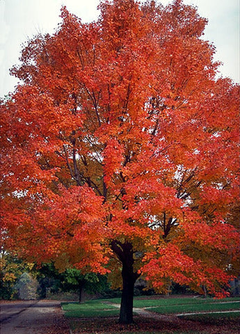 Acer rubrum: Red Maple Seeds