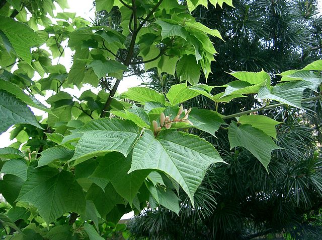 Acer rufinerve: Snakebark Maple Seeds