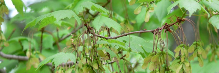 Acer spicatum: Mountain Maple Seeds
