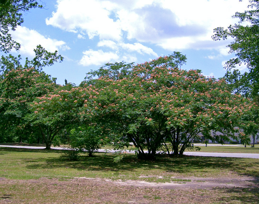 Albizia julibrissin: Silk Tree Seeds