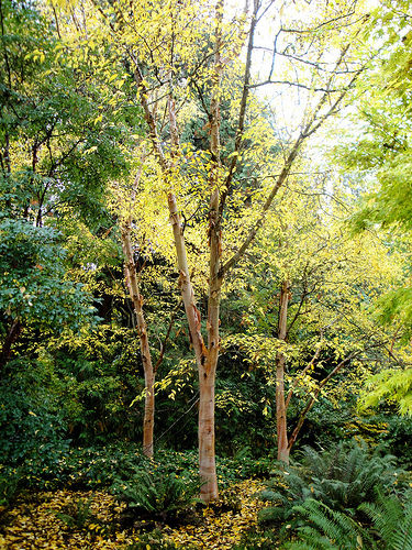 Betula albosinensis: Chinese Red Birch Seeds