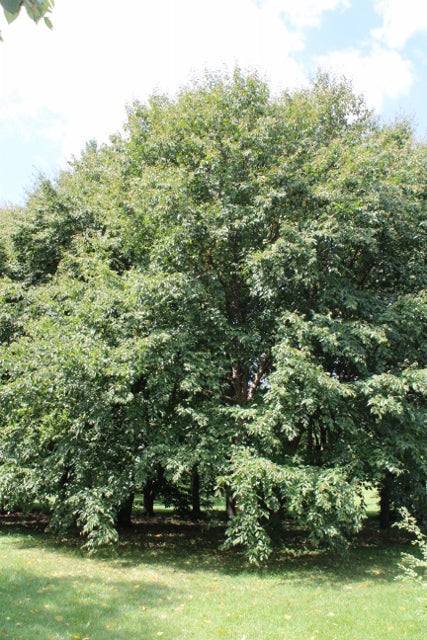 Betula alleghaniensis: Yellow Birch Seeds