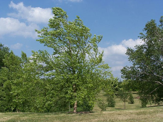 Betula nigra: River Birch Seeds