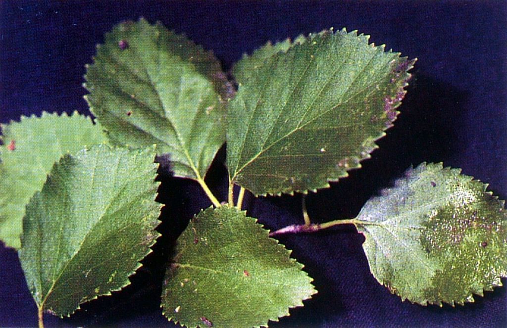 TreeHelp Water Birch Seeds