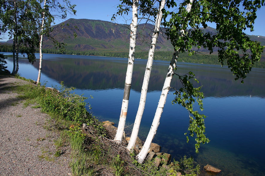 Betula papyrifera: Paperbark Birch Seeds