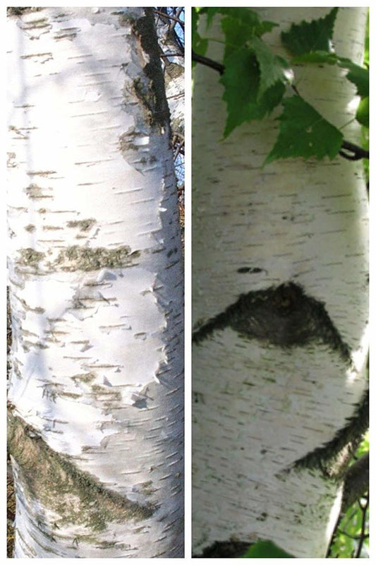 Betula pendula: European White Birch Seeds