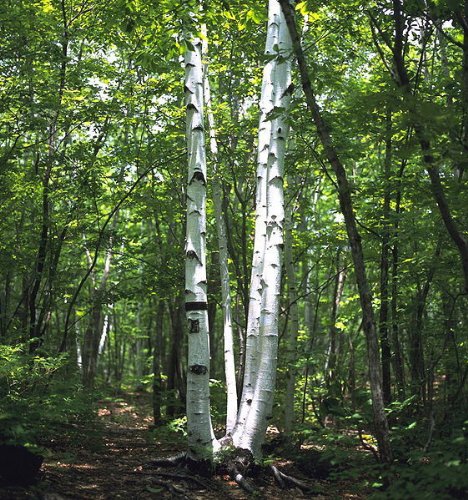 Betula platyphylla 'Japonica': Japanese White Birch Seeds