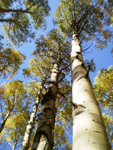 Betula platyphylla 'Japonica': Japanese White Birch Seeds