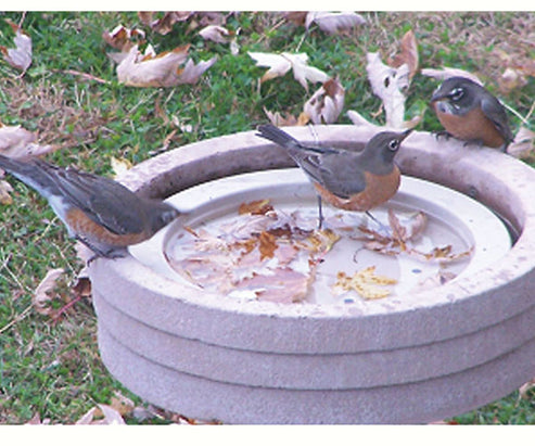 Buy Bird Bath Raft Online in USA, $16.95 - TreeHelp.com