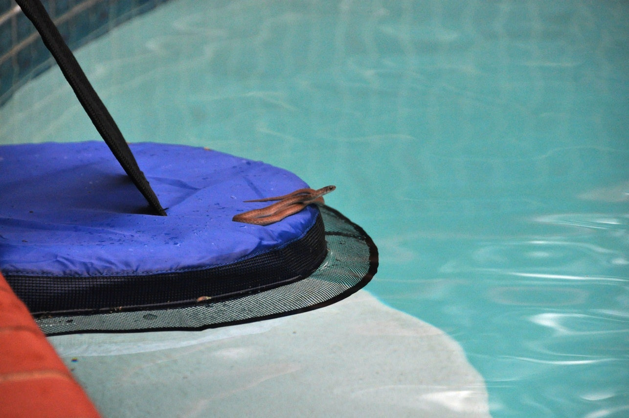 Frog Log Critter Escape Ramp