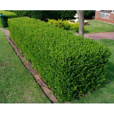 Buxus sempervirens: Green or Common Boxwood Seeds